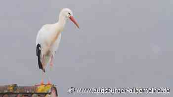 Den Störchen gefällt es im Wittelsbacher Land - Augsburger Allgemeine