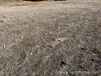 Know Your Options for Damaged or Dead Brome Hayfields - No-Till Farmer
