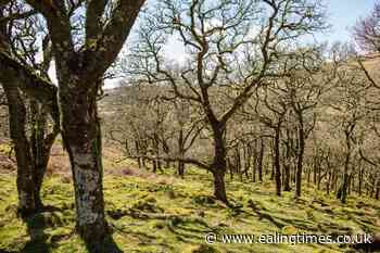 Livestock can help reforestation process if managed carefully – research - Ealing Times