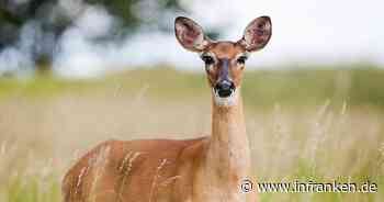 Coburg: Reh verirrt sich in Schrebergarten und verletzt sich - Polizisten erschießen das Tier