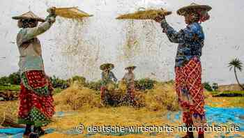 Düngemittel-Knappheit bedroht Nahrungsmittelversorgung von hunderten Millionen Menschen