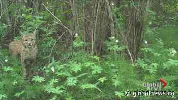 125,000 photos document Calgary wildlife over three-year span | Watch News Videos Online - Globalnews.ca