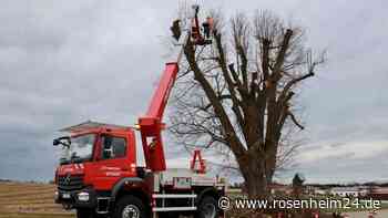 Verwandlung der alten Linde bei Schönau zum Habitatbaum hat begonnen