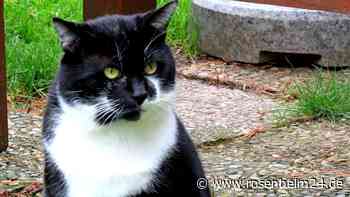 Kater Mikesch kehrt in alte Heimat zurück: Umzug des Gnadenhofs nach Ried steht bevor