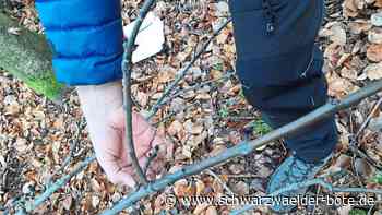 Hilfe aus Wildberg: Baumpfleger "ernten" Eschentriebe