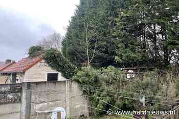 Conifeer boom belandt op schuur van buren, Pastoor van de Spijkerstraat Helmond - Hardnieuws