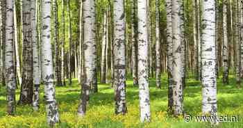 Verplicht een boom herplanten na de kap? In Bergeijk hoeven inwoners dat straks wellicht niet meer te doen - Eindhovens Dagblad