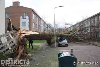 Gigantische boom valt om; meerdere geparkeerde auto's flink beschadigd Sandenburgstraat Den Haag - district8.net