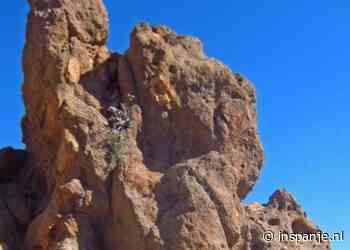 De oudste boom van europa staat in spanje - InSpanje.nl