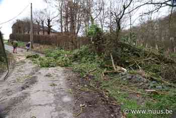 Boom ontworteld in de Kremerstraat in Everbeek – NUUS - NUUS