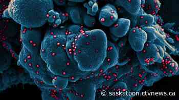 Defying prediction, Omicron makes resurgence in Saskatoon wastewater