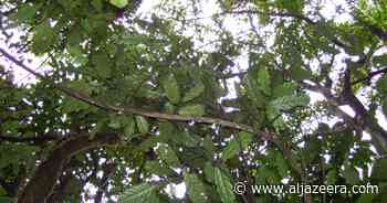 In Cameroon’s Ebo Forest, the Oscar should not go to DiCaprio - Al Jazeera English