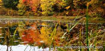 Governor's donation creates Pillsbury State Forest - Brainerd Dispatch