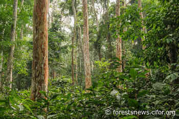 REDD+ in DRC: Platform explores next steps for forest carbon, restoration and rights - CIFOR Forests News - Forests News, Center for International Forestry Research