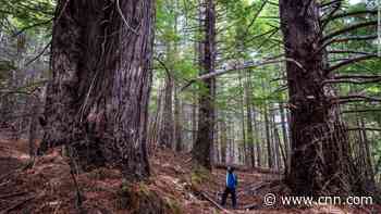 A redwood forest in California has been permanently returned to its Indigenous tribes - CNN