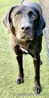 Angus is a lover - goldcountrymedia.com