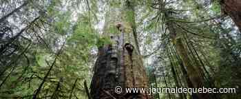 Il reste plus de 9 000 espèces d’arbres à découvrir