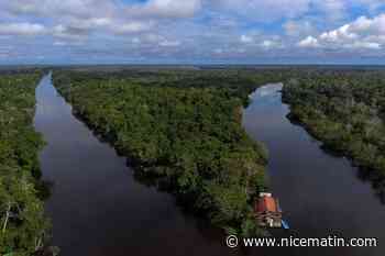 Il reste plus de 9.000 espèces d'arbres à découvrir sur Terre selon des chercheurs