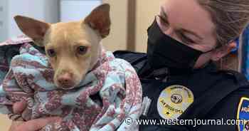 Dog Gets Lured to Safety with Iconic Snack After Being on the Run for Weeks