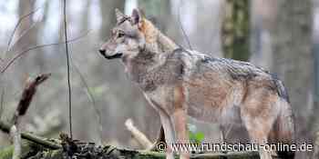 Landesweite Wolfsverordnung gefordert: Im Kreis Euskirchen sorgt der Wolf für Ärger - Kölnische Rundschau