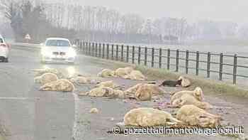 Acquanegra, strage di pecore all'alba: investite da un'auto - La Gazzetta di Mantova