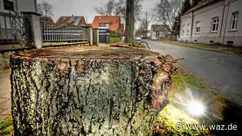 Stadt Essen fällt mehr Bäume als nachgepflanzt werden - WAZ News