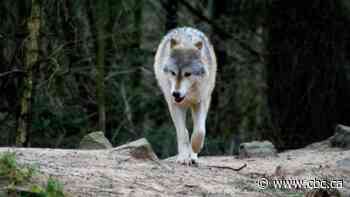 B.C. extends aerial wolf cull for five more years