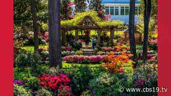 63rd annual Tyler Azalea and Spring Flower Trail set for March 25 - April 10 - CBS19.tv KYTX