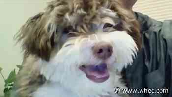 Benny the puppy happy to be reunited with owner after car he was inside was stolen