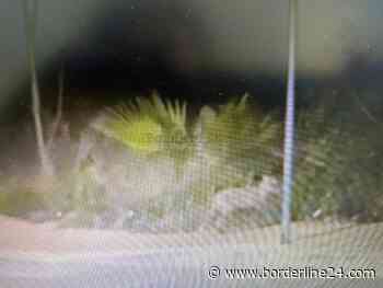 Bari, la movida di una volpe a spasso per Poggiofranco - VIDEO - Borderline24 - Il giornale di Bari