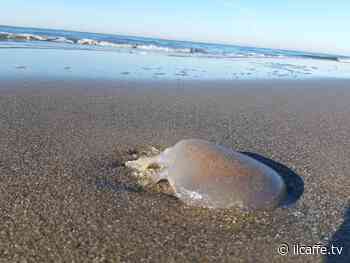 La grande moria di meduse colpisce anche Torvaianica, dopo Ardea - Il Caffè.tv