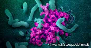 Covid, lo studio: “Una molecola attiva nel sistema immunitario è in grado di bloccare ogni variante di… - Il Fatto Quotidiano