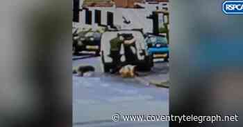 The moment man abandons seven dogs in Coventry street - Coventry Live