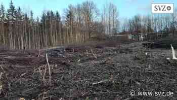 Klimaschutz in MV: Als Minister Backhaus sprach, fielen in Stralsund die Bäume | svz.de - svz – Schweriner Volkszeitung