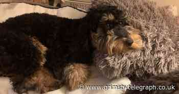 Puppy receives emergency treatment after eating dumped cannabis - Grimsby Live