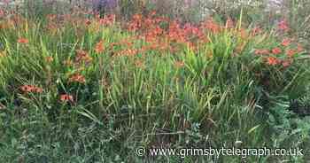 Warning over harmful plants that could be found in your garden - Grimsby Live