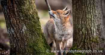 Dolce & Gabbana to drop use of animal fur - Grimsby Live