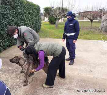 Ardea, operazione "Alba Dog": messi in salvo i primi cani randagi - Canale Dieci