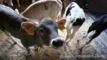 Erst die Kuh, dann der Bauer? Das denken Mühldorfer Tierärzte über ihre Hilfe bei der Corona-Impfung