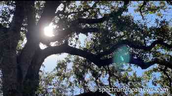 Texas gardener shares cold weather tips - Spectrum News