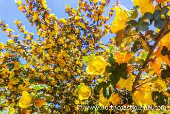 A Gardener's Resolutions | Down and Dirty - North Coast Journal