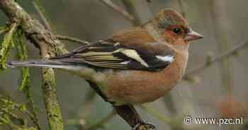 Vinken halen Oost-Vlaamse 'slag' thuis in Grote Vogeltelweekend - PZC