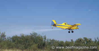 Consider how technology can ease planning, enhance mesquite control