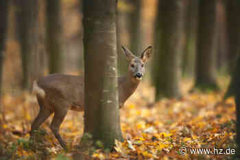 Wildschwein, Reh und Co.: So ist die Jagd in Giengen organisiert - Heidenheimer Zeitung