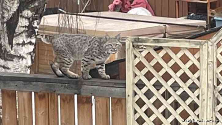 Snow, frigid temps in Calgary today; improving for the weekend