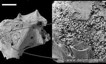 Fossils: Hundreds of worm faecal pellets found inside a 9 MILLION-year-old fish skull