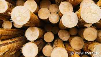 Mehr Holz im Bauwesen einsetzen: Kompetenzzentrum startet - STERN.de