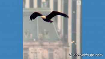 WATCH:  Bald eagle seen soaring above Central Park
