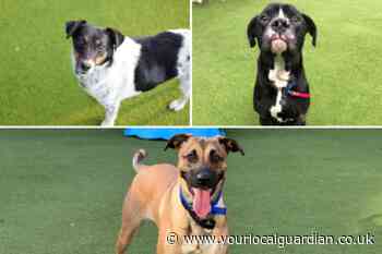 Battersea London dogs looking for their forever homes