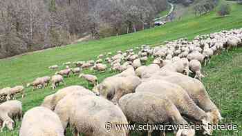 Schäferlauf Wildberg: Organisatoren haben einen Plan B